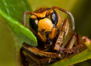 HORNET
